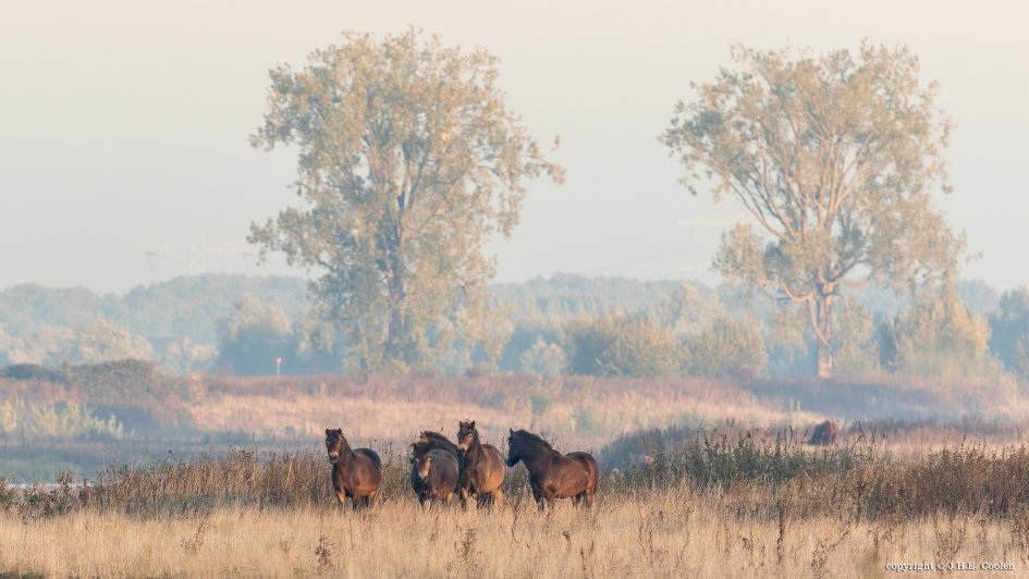 Keent noord - Weer en landschap - Exmoorpony