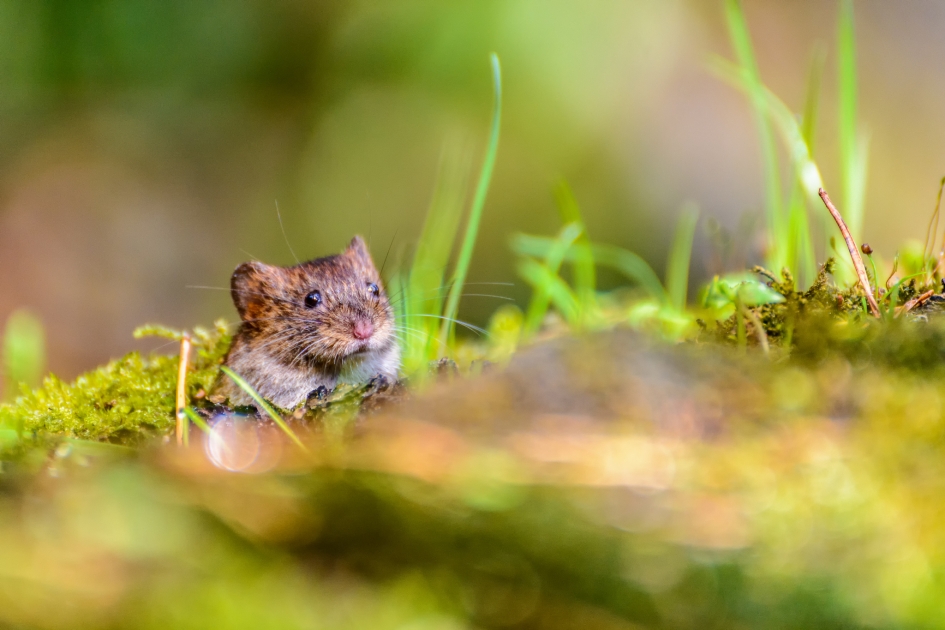 Kiekeboe - Zoogdieren - woelmuis