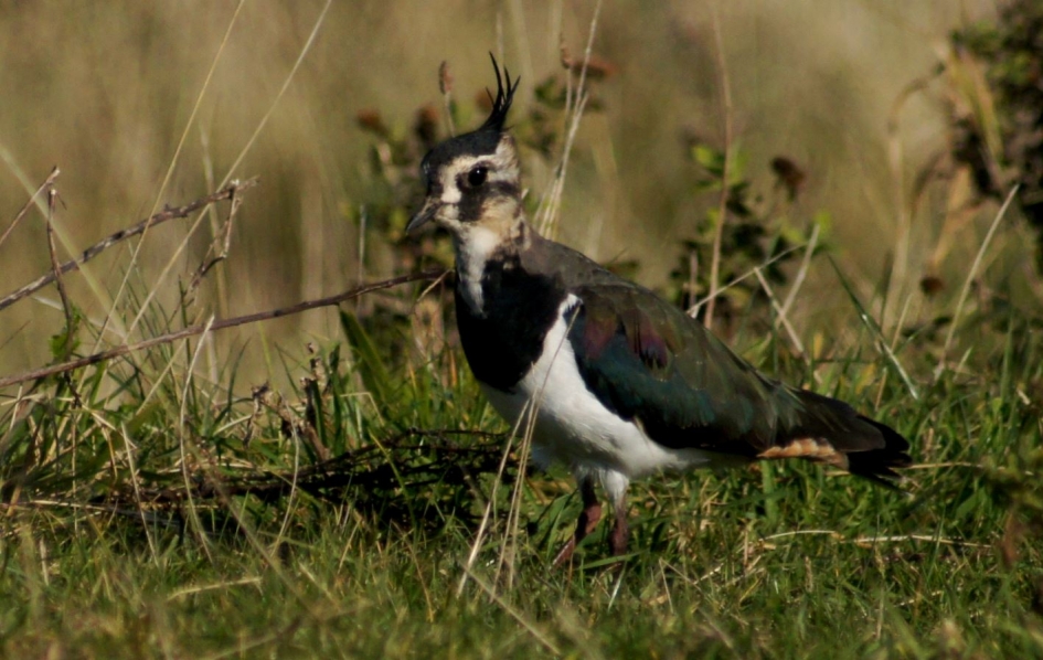 kievit - Vogels - kievit