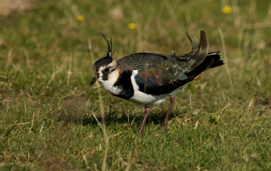 kievit - Vogels - kievit