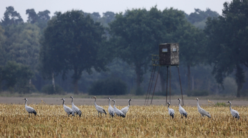 Kijkhut ? - Vogels - Kraanvogel