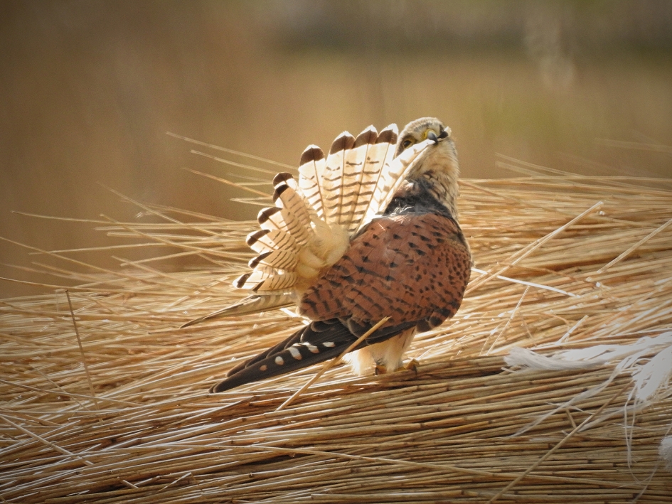 Klaar voor het weekend - Vogels - 