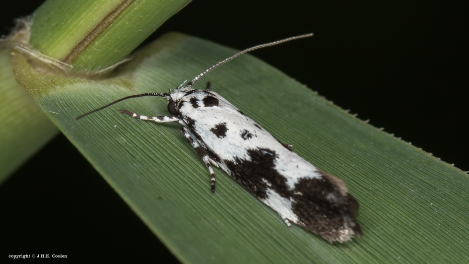 Kleine zwartwitmot - Geleedpotigen - Kleine zwartwitmot