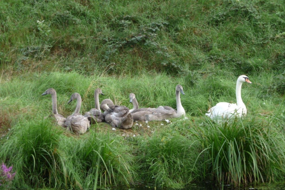 Kleintjes worden groot! - Vogels - 