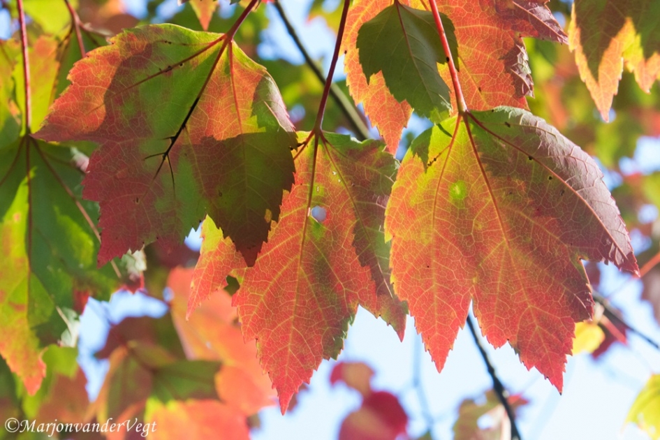Kleurenpalet - Planten - bladeren