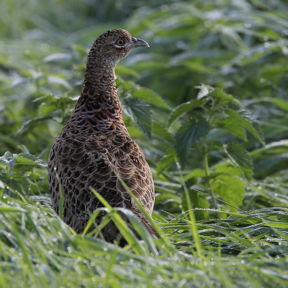 Kokette Katinka - Vogels - Fazant