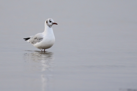 kokmeeuw -zomerkleed-