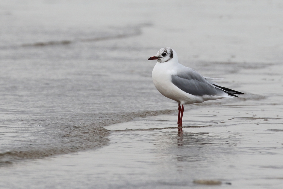 kokmeeuw -zomerkleed- - Vogels - 