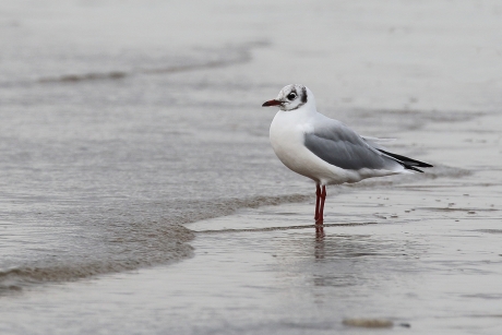 kokmeeuw -zomerkleed-