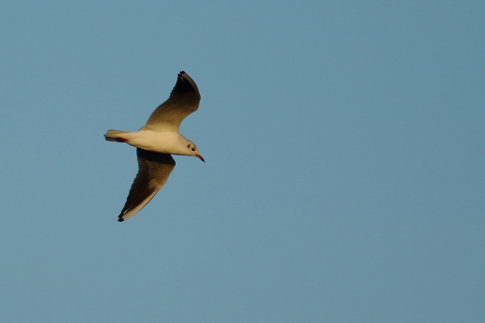 kokmeeuw -zomerkleed- - Vogels - 