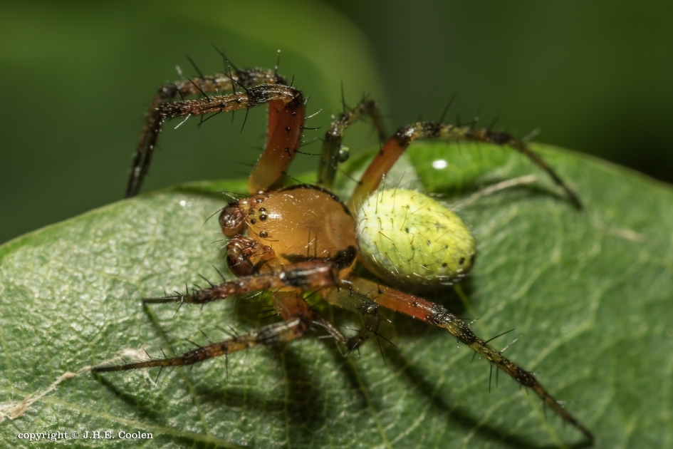 Komkommerspin - Geleedpotigen - Komkommerspin