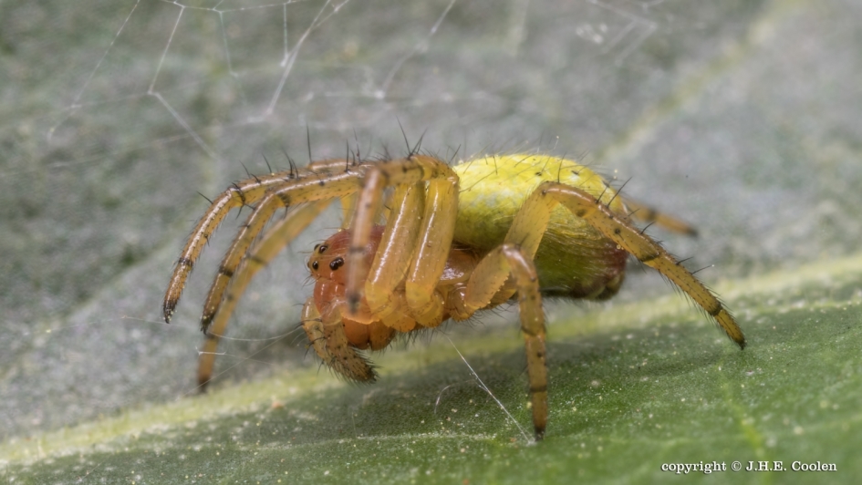 Komkommerspin - Geleedpotigen - Komkommerspin