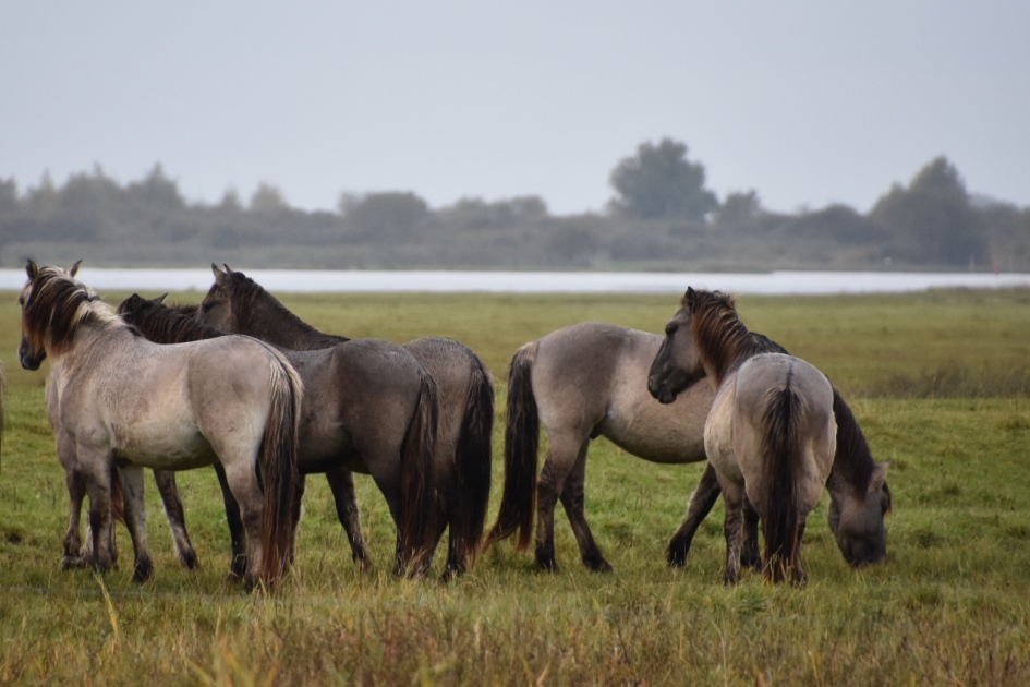 Konikpaarden - Zoogdieren - 