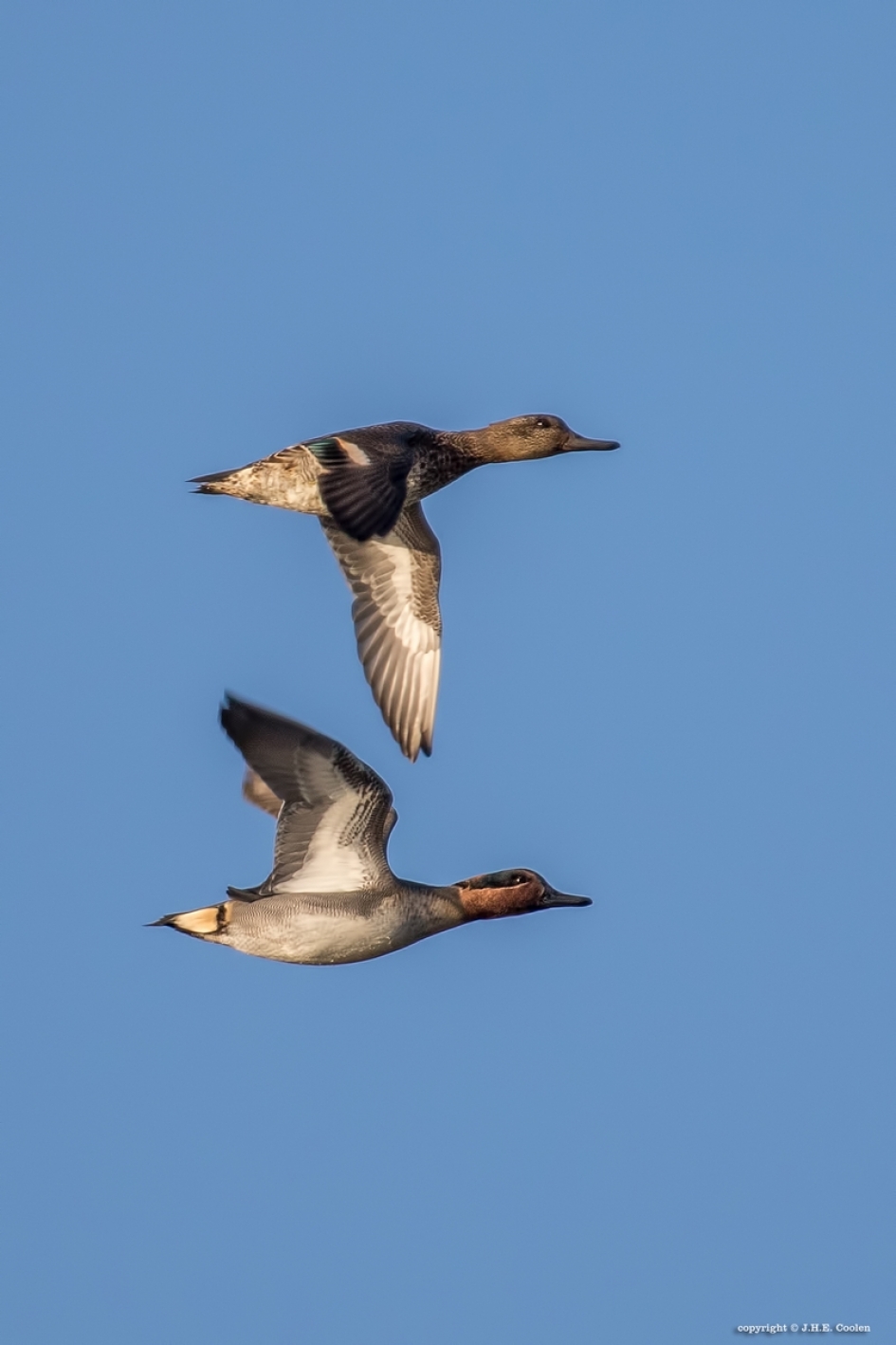 Koppel - Vogels - Wintertaling