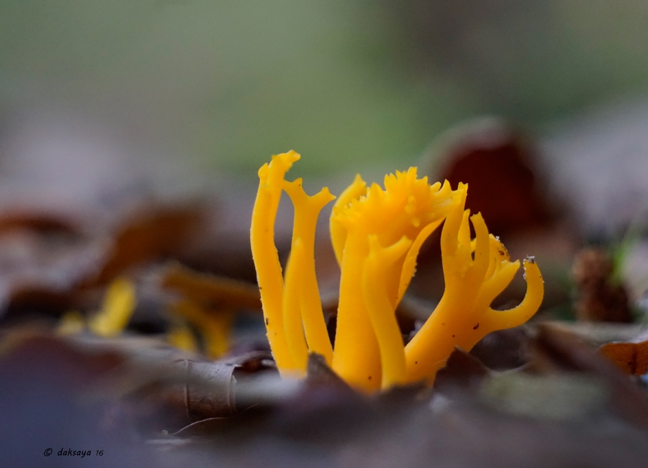 Koraalzwam - Schimmels - Koraalzwam