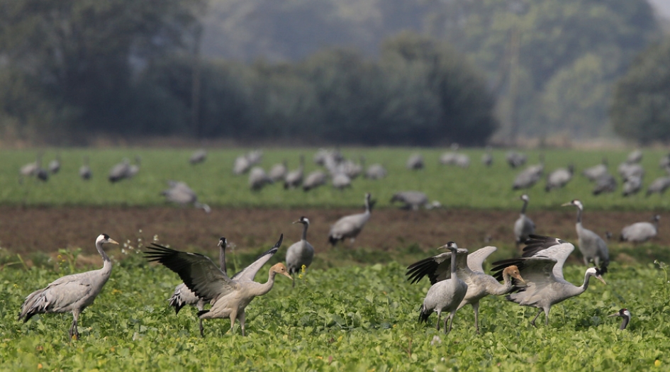 Kraanvogelparadijs - Vogels - Kraanvogel