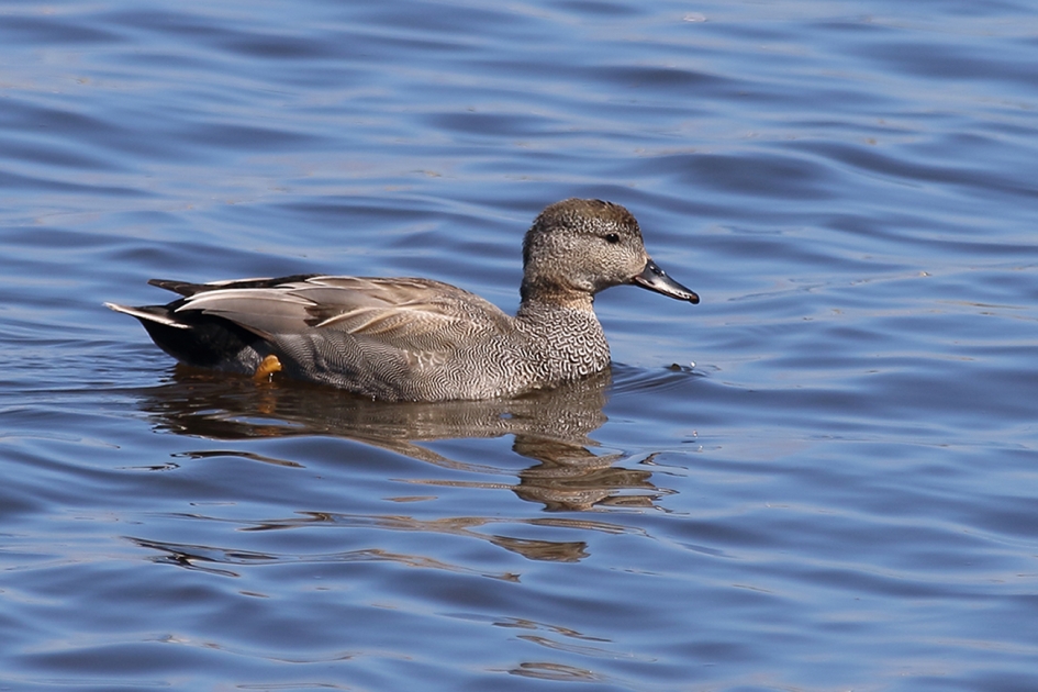 krakeend -m- - Vogels - 