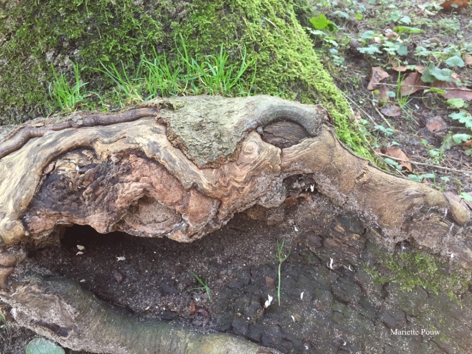 Krokodillenkop - Overig - 