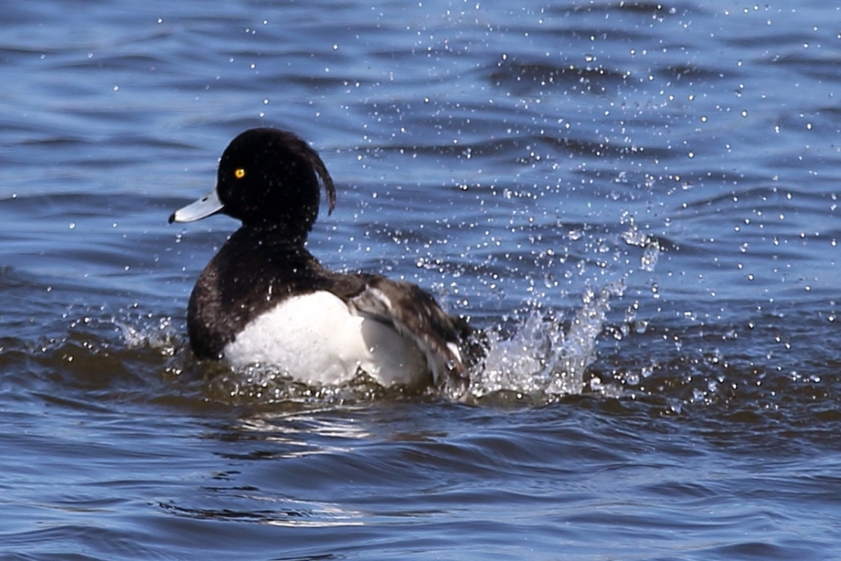 kuifeend -m- - Vogels - 