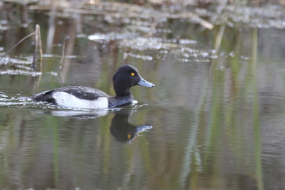 kuifeend -m- - Vogels - 