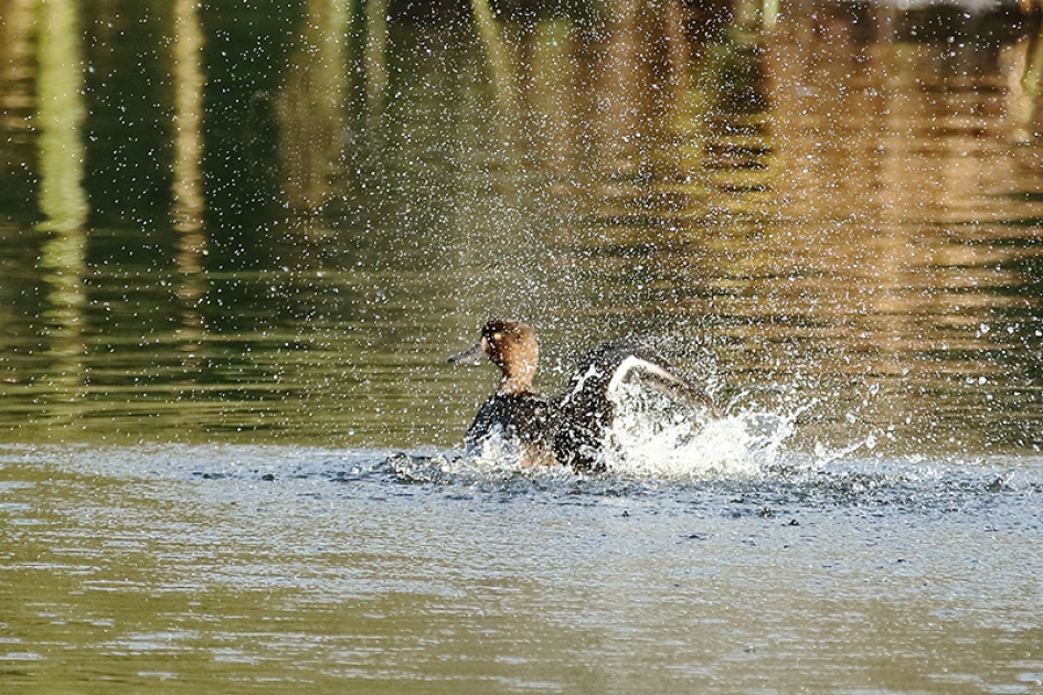 kuifeend -v- - Vogels - 