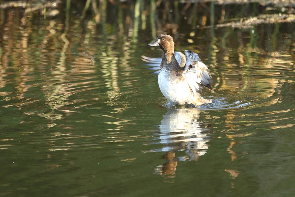kuifeend -v- - Vogels - 