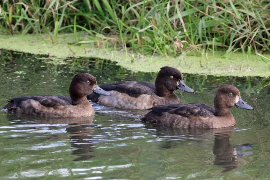Kuifeendjes - Vogels - 