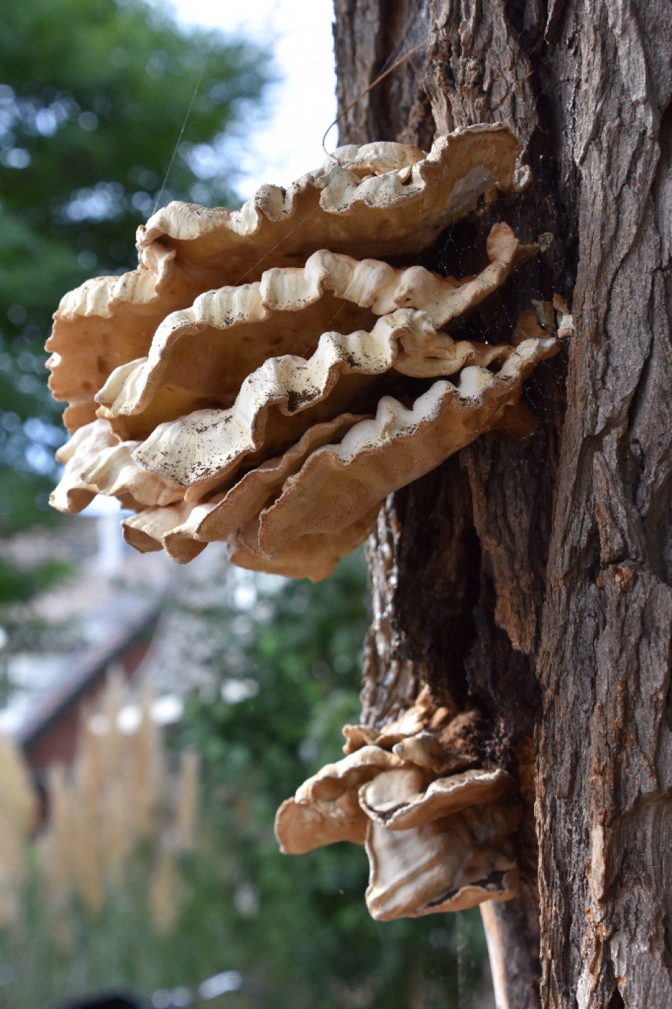 Kunstwerk - Schimmels - 