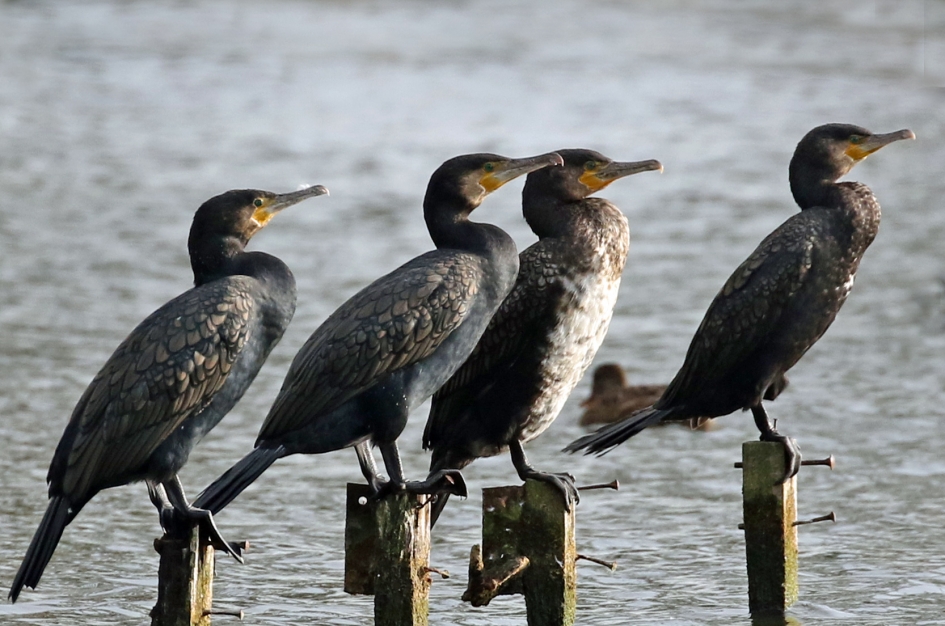 Kwik, kwek kwak(1 ) en kwak(2) - Vogels - 