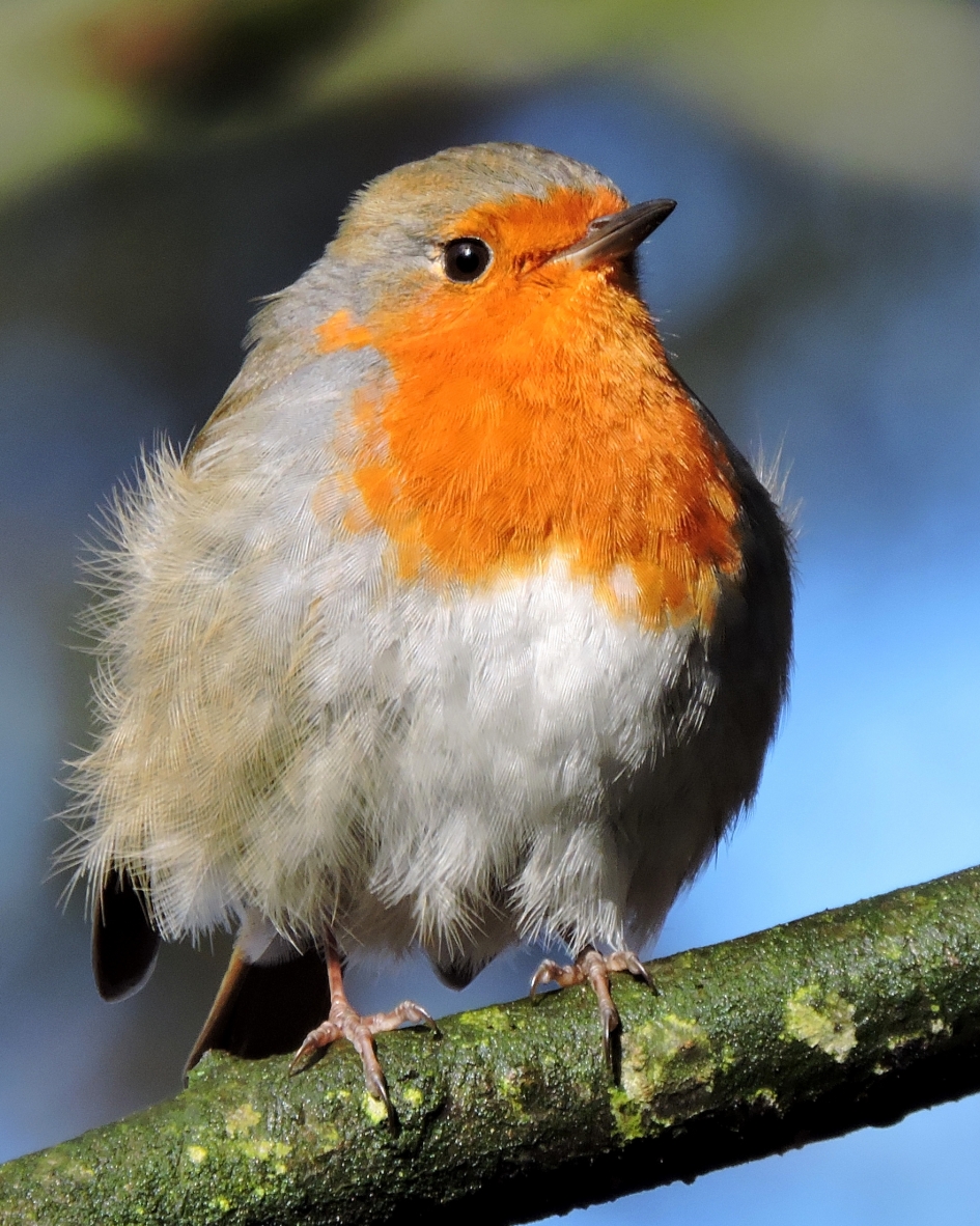 Laat die winter maar komen! - Vogels - Roodborst