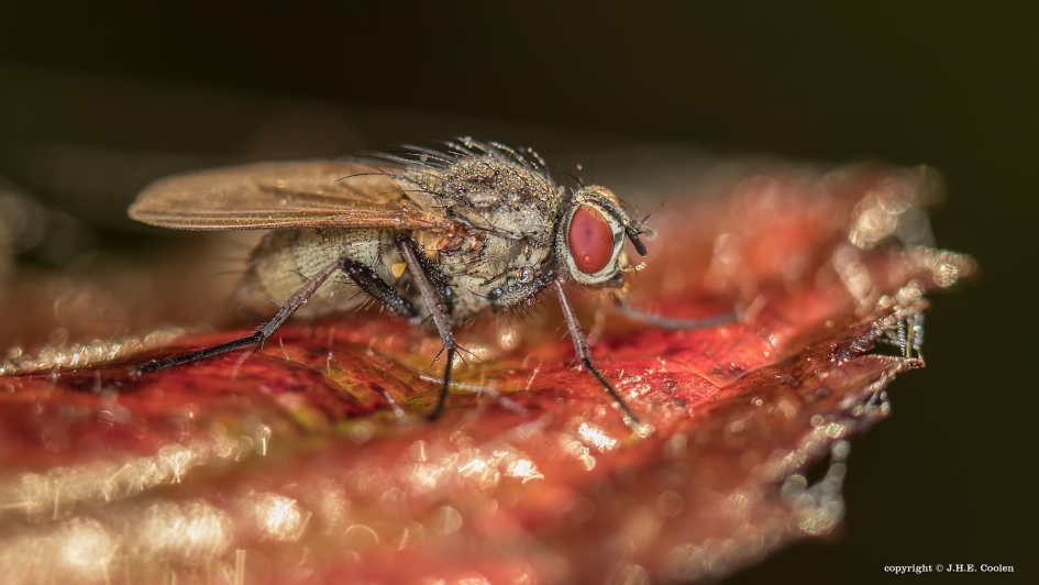 Laat vlieg(en) - Geleedpotigen - Vlieg