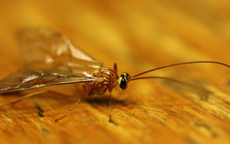 Langpootmug - Geleedpotigen - 