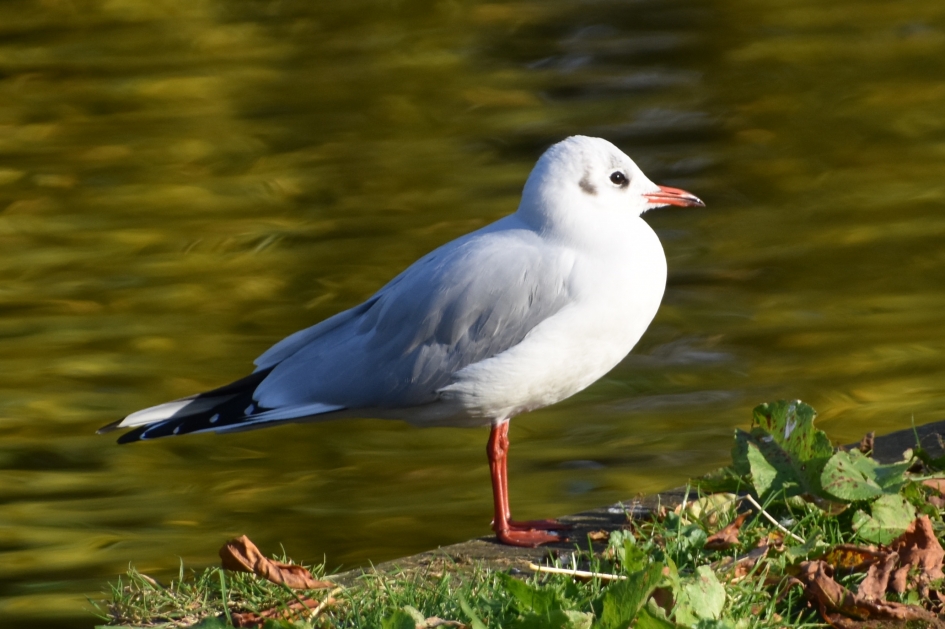 Lekker in het zonnetje - Vogels - 