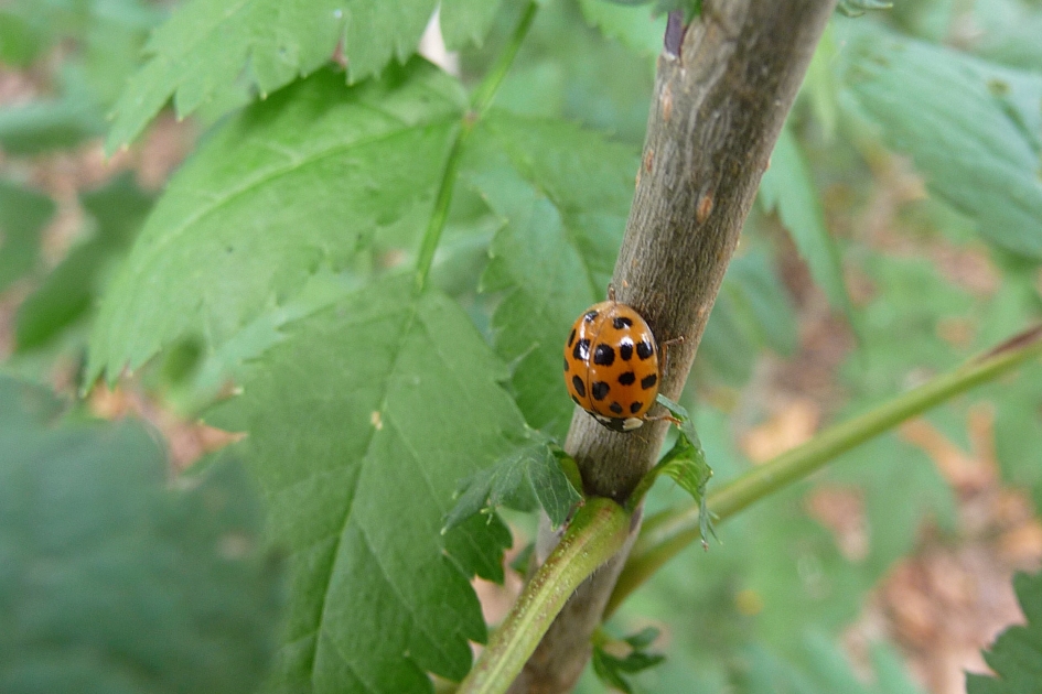 LHB - Geleedpotigen - 