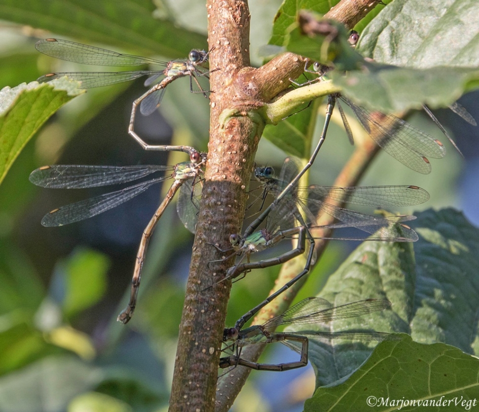 Libellenfeest - Geleedpotigen - Libellen