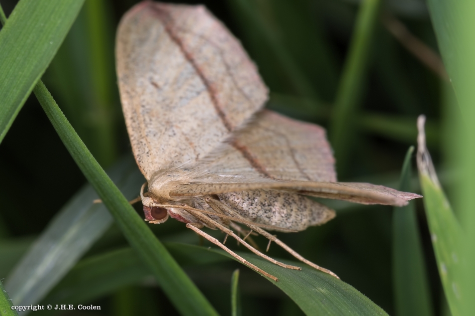 Lieveling - Geleedpotigen - Lieveling