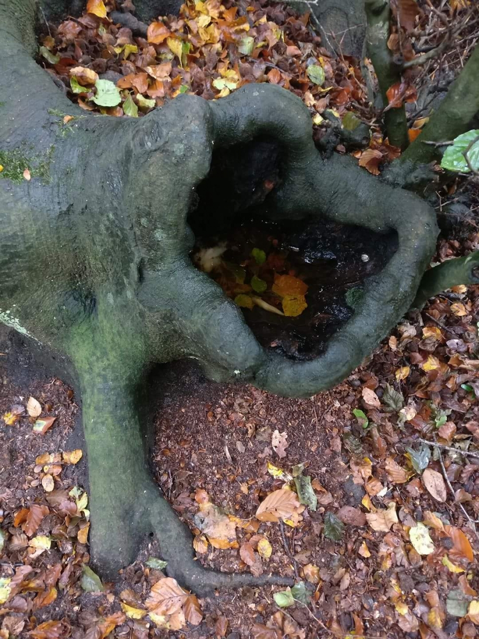 Lijkt wel een kikker - Overig - 