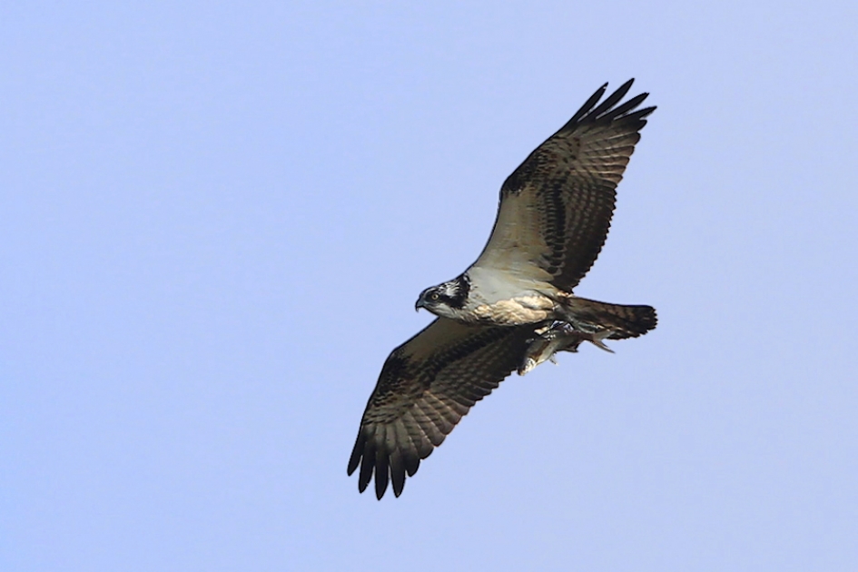 Lokkertje ? - Vogels - Visarend