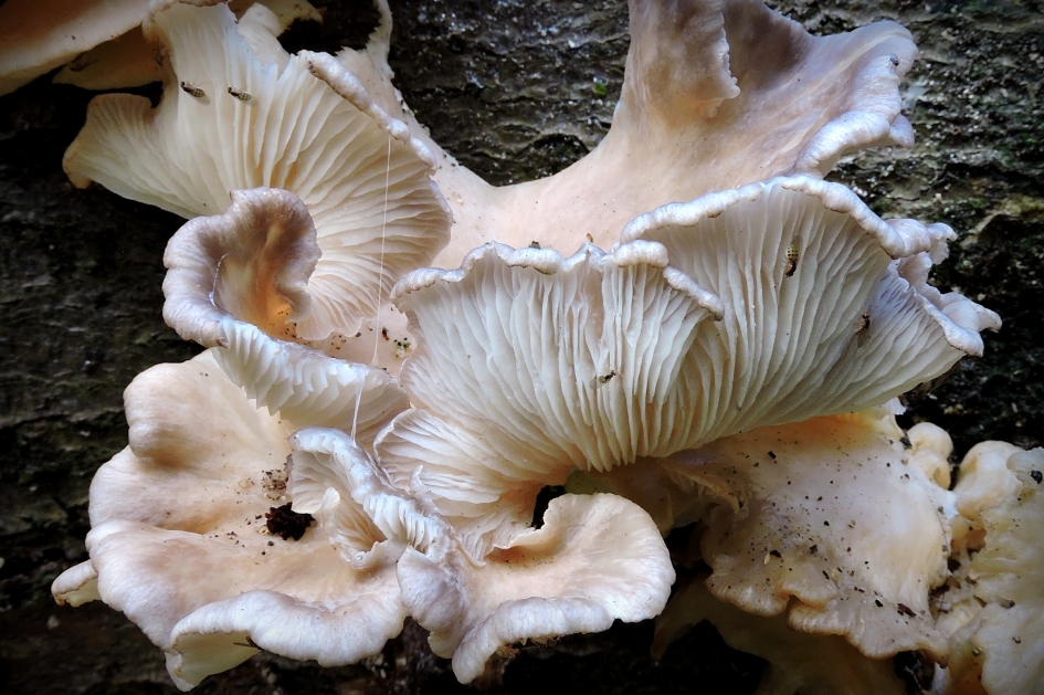 Louis quatorze-stijl - Schimmels - 