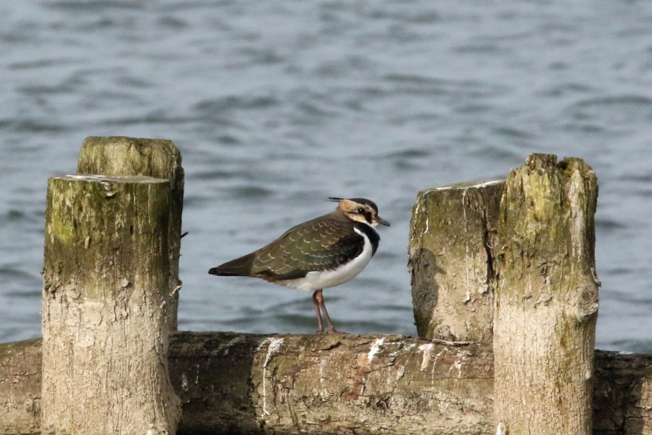 Me and my shadow - Vogels - 