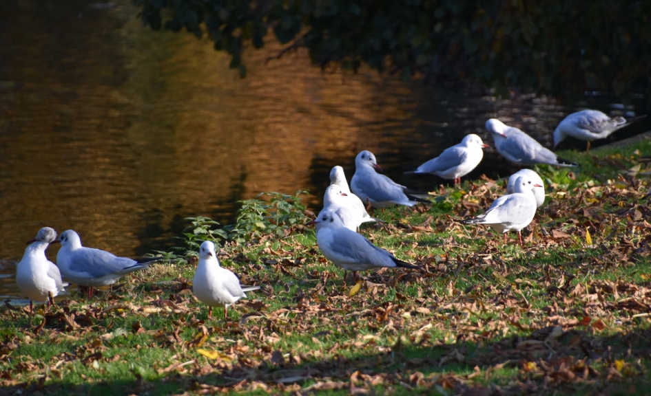Meeuwen vergadering - Vogels - 