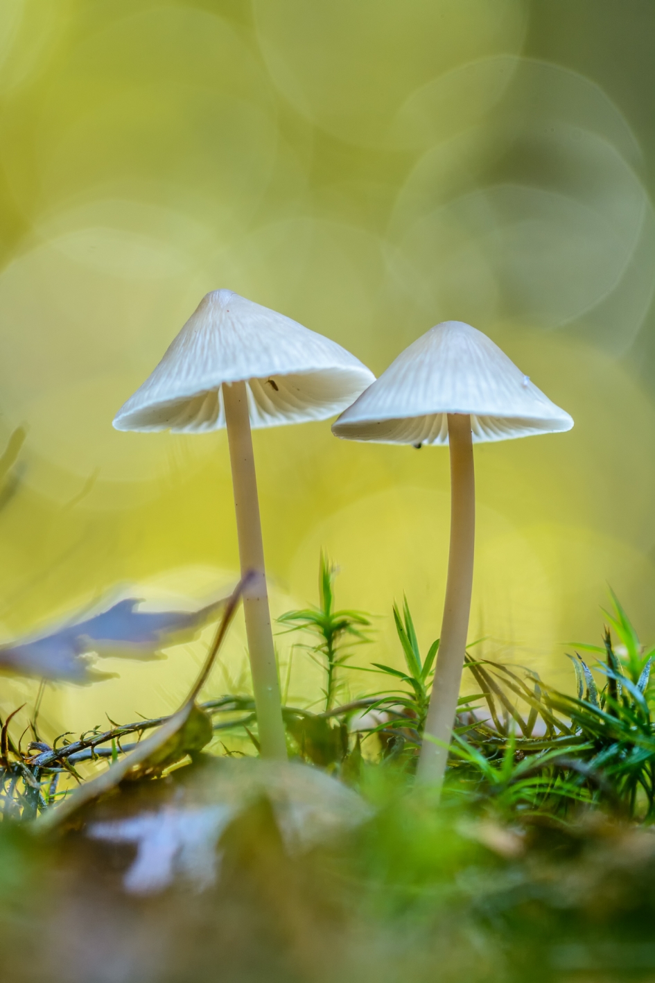 melksteel mycena - Schimmels - melksteel mycena