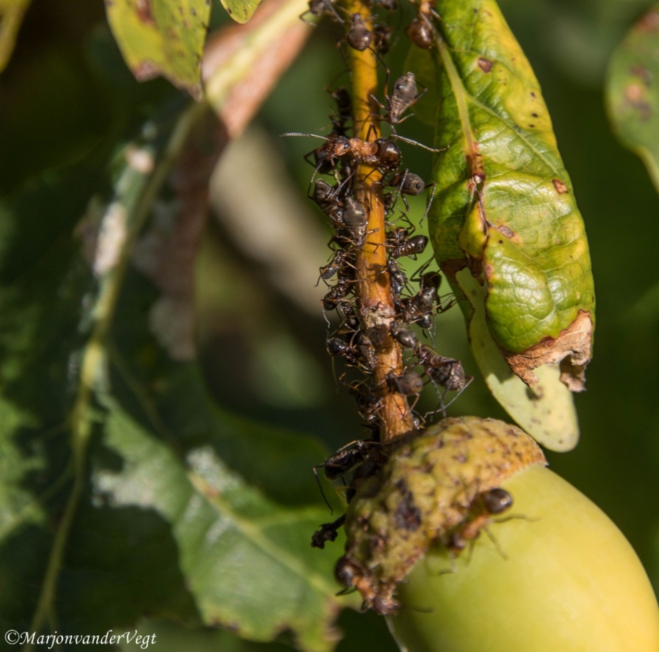 Mierenhoop - Geleedpotigen - Mieren