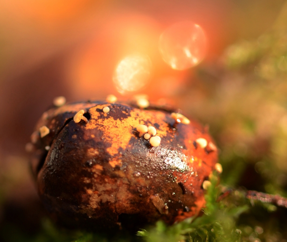 Miniworld - Schimmels - 