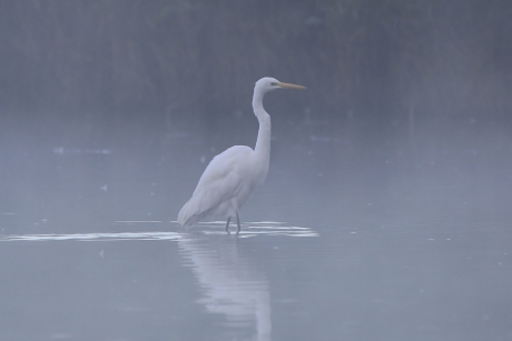 Misty moisty morning