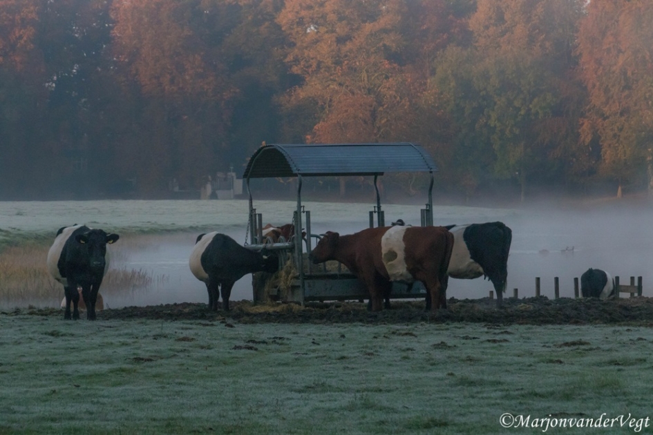 Misty morning - Zoogdieren - koeien