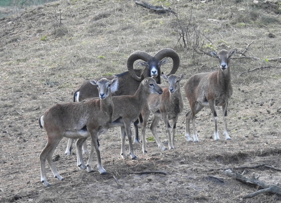 Moeflons komen tegen de avond te voorschijn - Zoogdieren - Moeflon