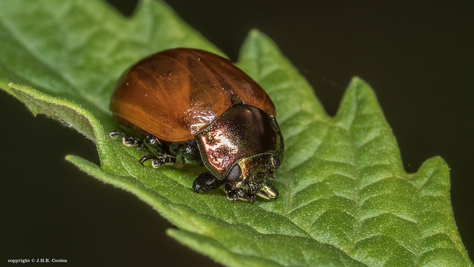 Moertje - Geleedpotigen - Moertje