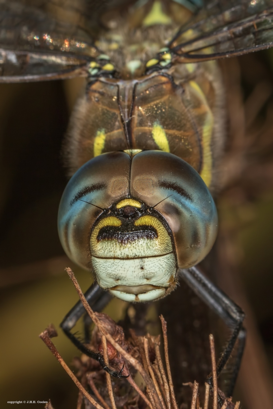 Mond vol - Geleedpotigen - Paardenbijter