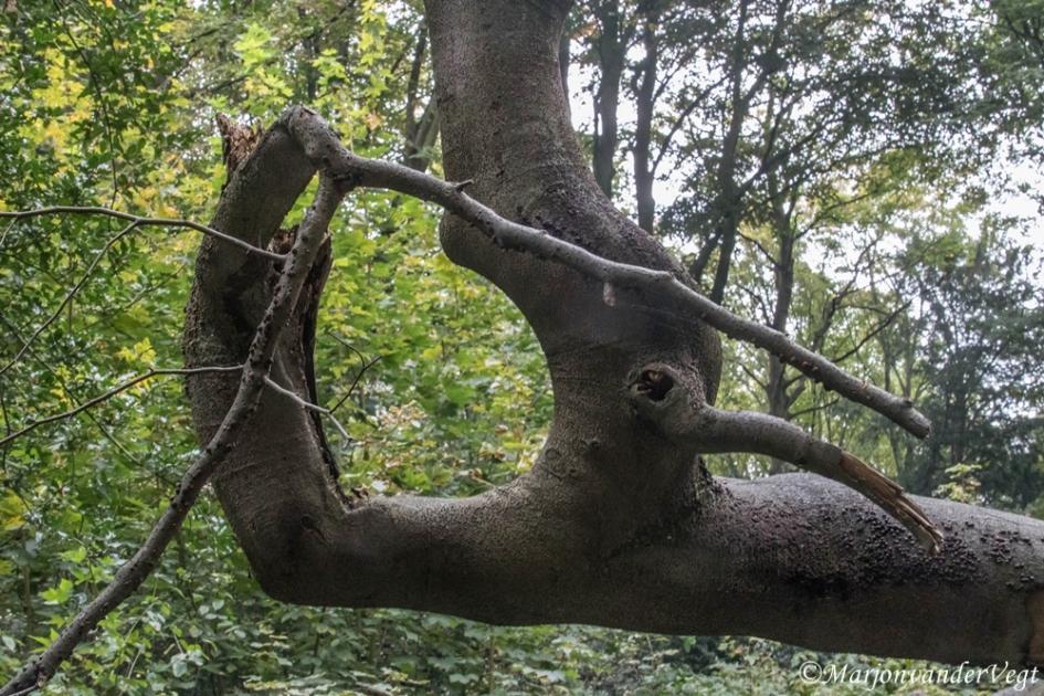 Monster - Overig - monster